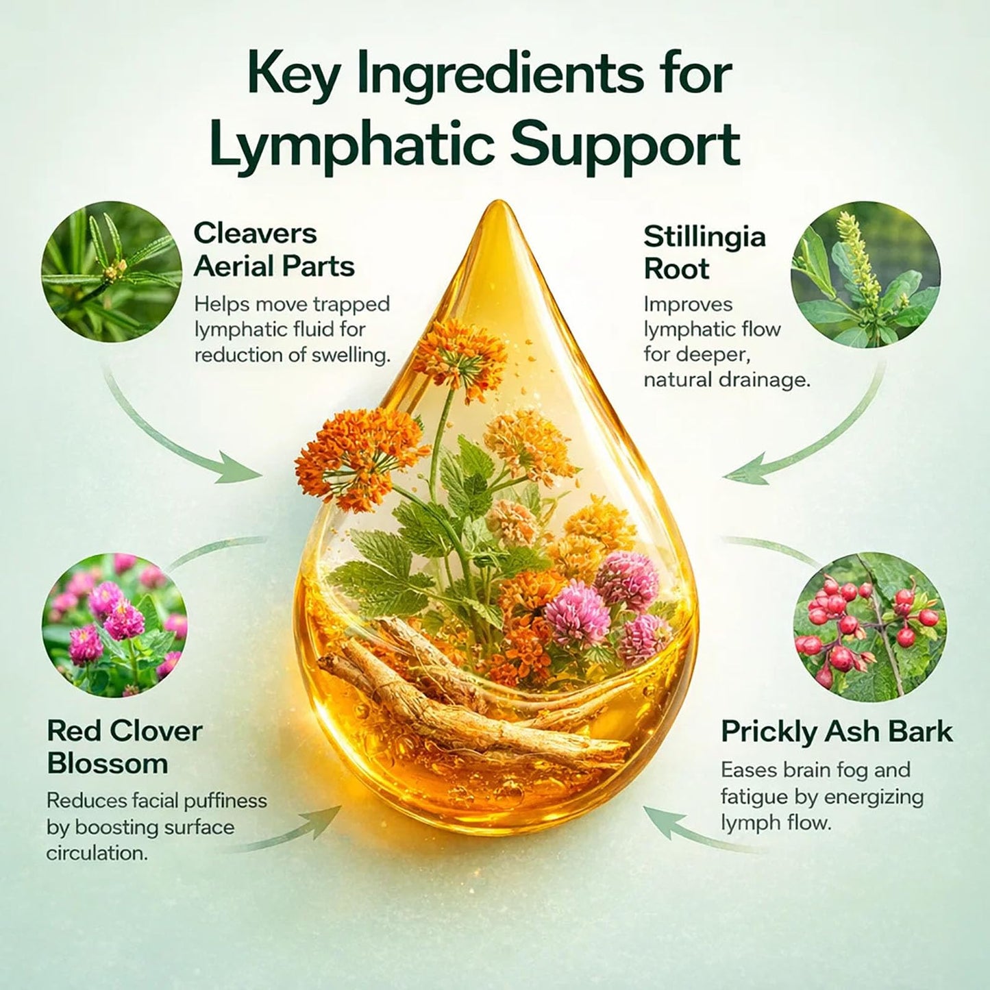 BUN BONS Lymphoria Lymphatic Drainage Wellness Drops, Natural Herbal Blend for Lymphatic System Support, Vegan & Non-GMO, 1 Fl Oz (1) (1) BUN BONS buy supplements Au