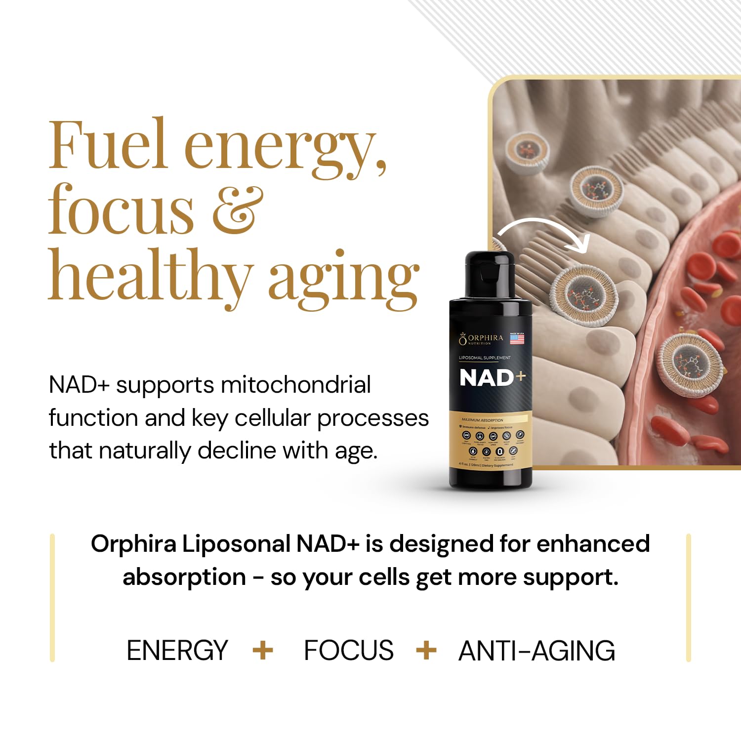 Orphira Liquid Liposomal NAD+ Supplement - 10x Better Absorption for Cellular Energy, Mental Clarity, Healthy Aging & Vitality Support - Enhanced NAD Plus, Vegan, Non-GMO - 30 Servings (4 fl oz) Orphira NutritionBuy Supplements Australia