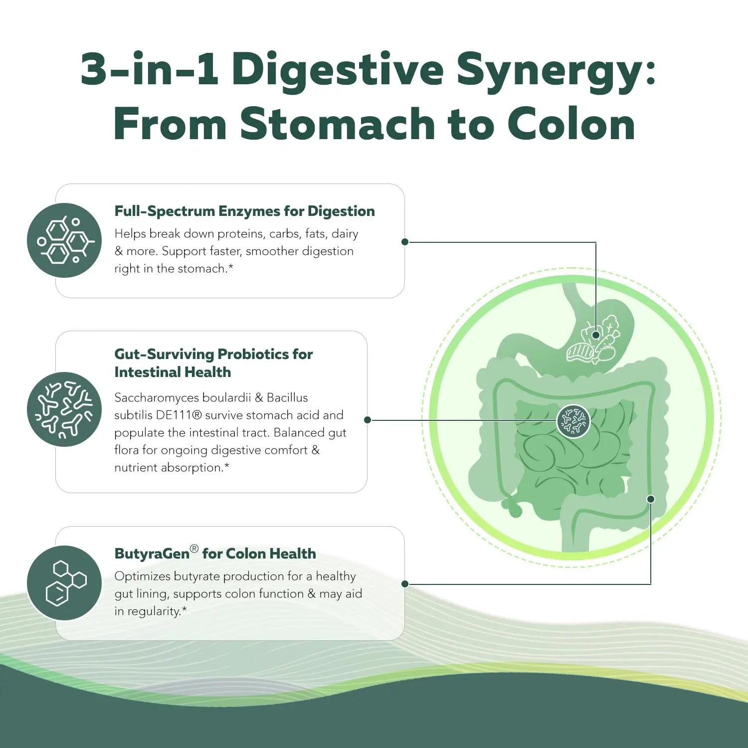 Flora Digest - 3-in-1 Max Strength Digestive Enzymes + Gut Surviving Probiotics & ButyraGen® Postbiotic for Optimal Digestion, Bloating Relief, Regularity, Gut Lining & Colon Support - (30 Capsules) Triquetra HealthBuy Supplements Australia