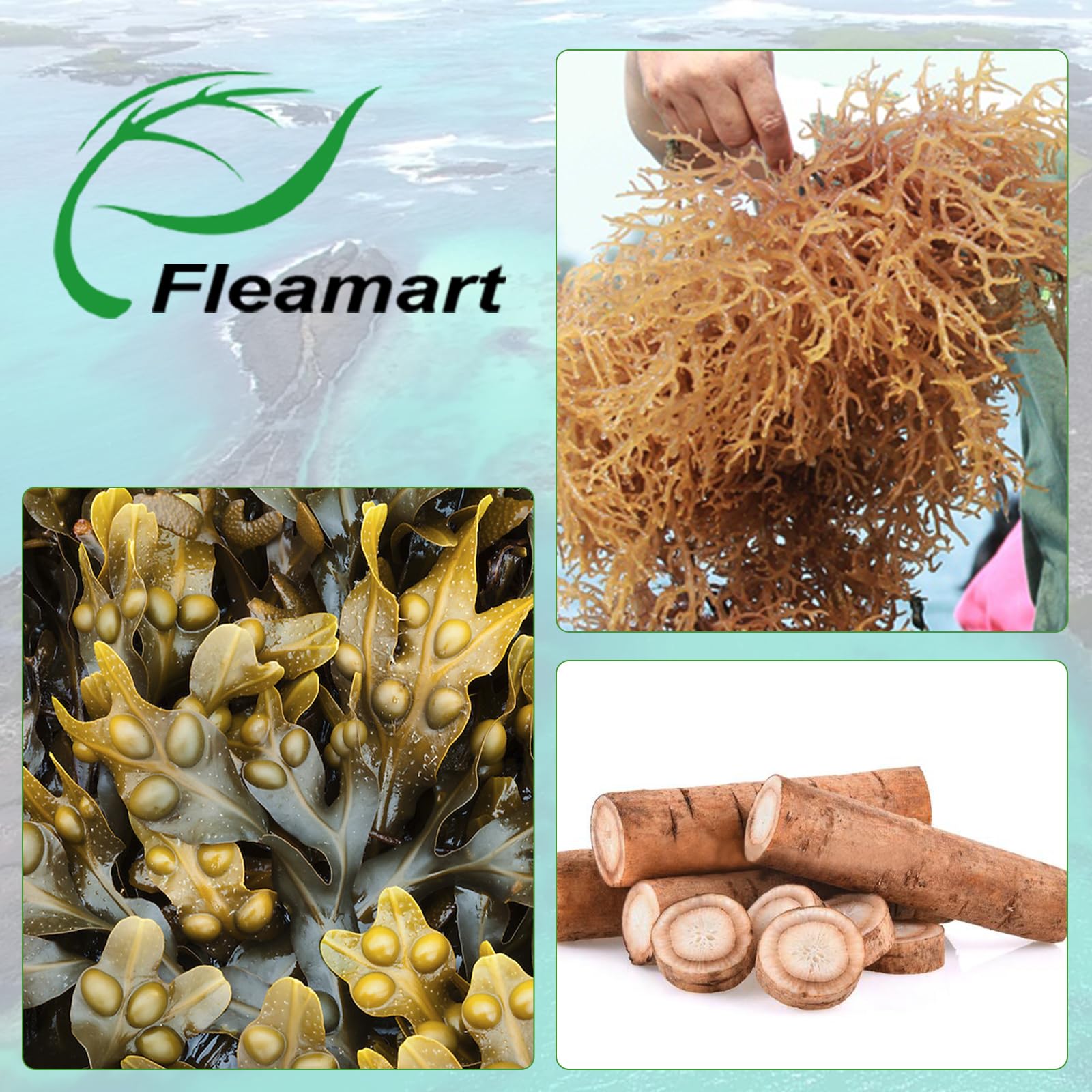 Fleamart Irish Sea Moss Capsules 120ct Raw Organic Sea Moss Wildcrafted Bladderwrack FleamartBuy Supplements Australia