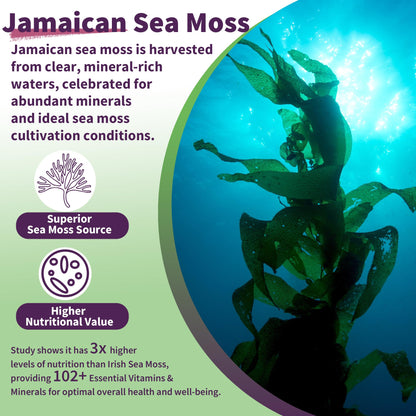 Sea Moss Supplement 5000mg, Sugar Free Sea Moss Gummies, Irish Sea Moss EnvyDealBuy Supplements Australia