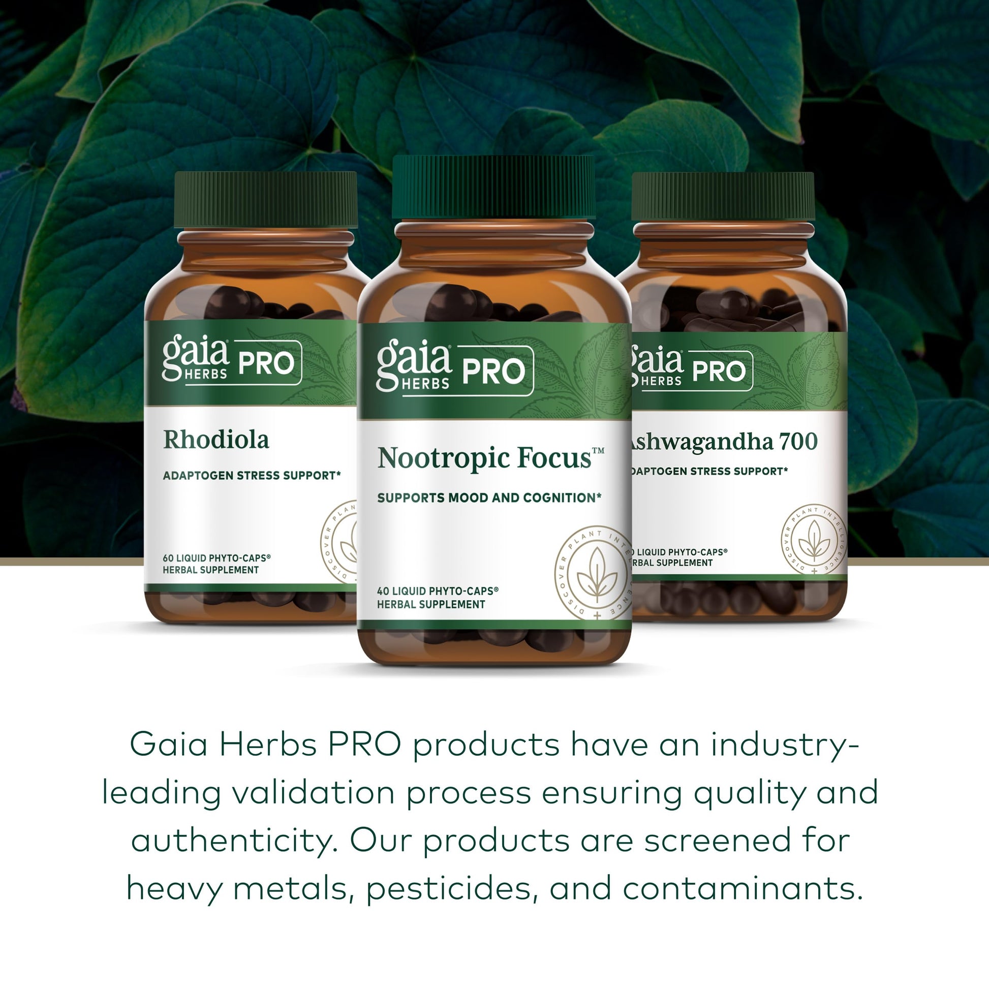 GAIA HERBS PRO Nootropic Focus - Brain Health Support Supplement* - Nootropic Supplement with Saffron, Ginkgo Leaf Extract & Lemon Balm - Vegan, Gluten-Free - 40 Liquid Phyto-Caps (20 Servings) Gaia Herbs PROBuy Supplements Australia
