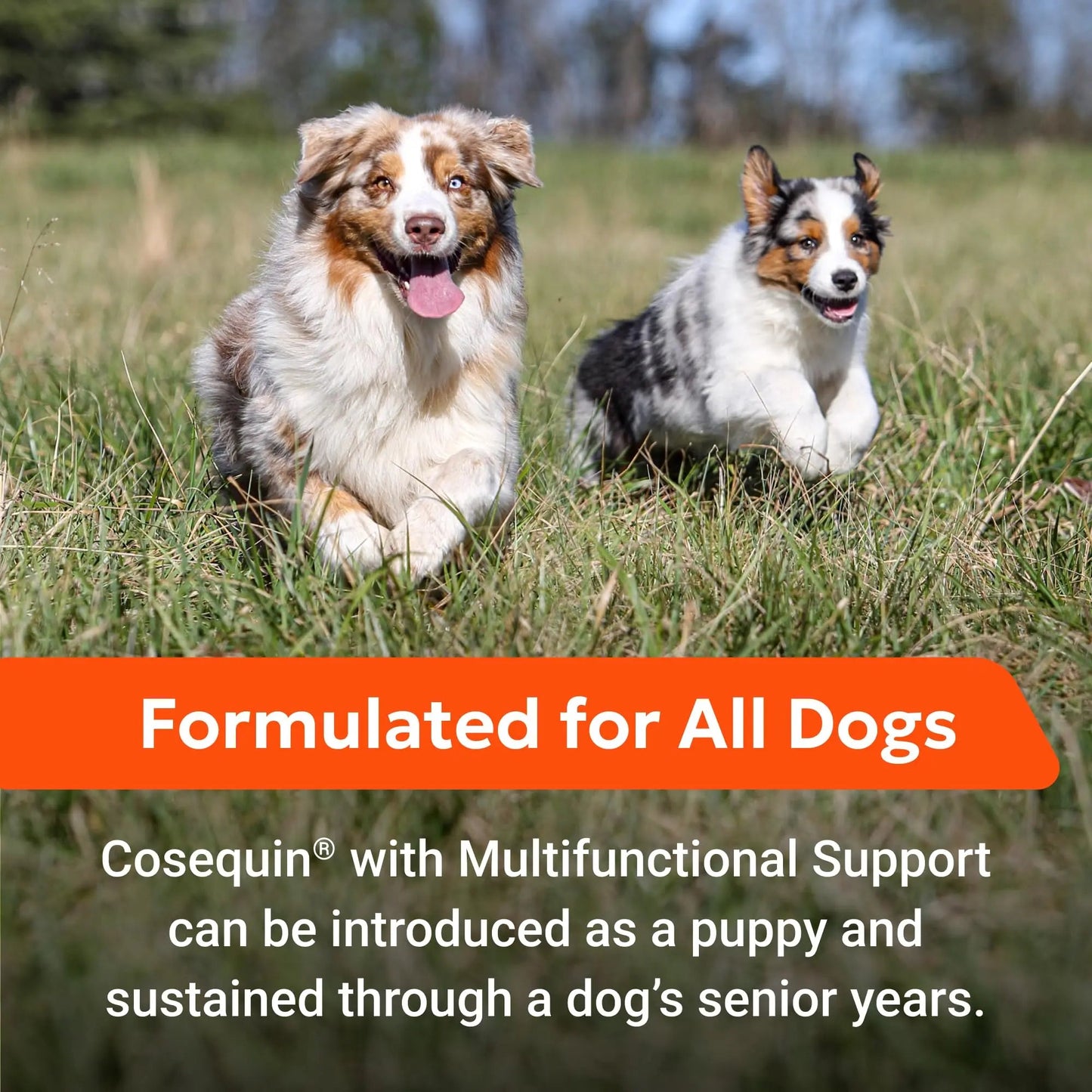 Nutramax Cosequin Joint Health Supplement with Multifunctional Support for Dogs, Soft Chews with Glucosamine, Chondroitin, Omega-3s, and Postbiotics, 90 Count Nutramax LaboratoriesBuy Supplements Australia
