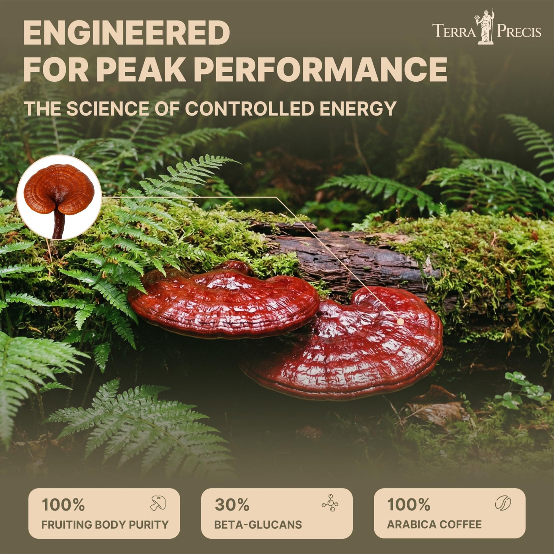 TerraPrecis Mushroom Coffee with 6 Adaptogens Mushrooms Supplement for Organic Lion's Mane&Reishi,Chaga&Other, Instant Coffee with MCT Oil& Arabica for Energy,Focus&Immune Support (30 Servings) TerraPrecisBuy Supplements Australia
