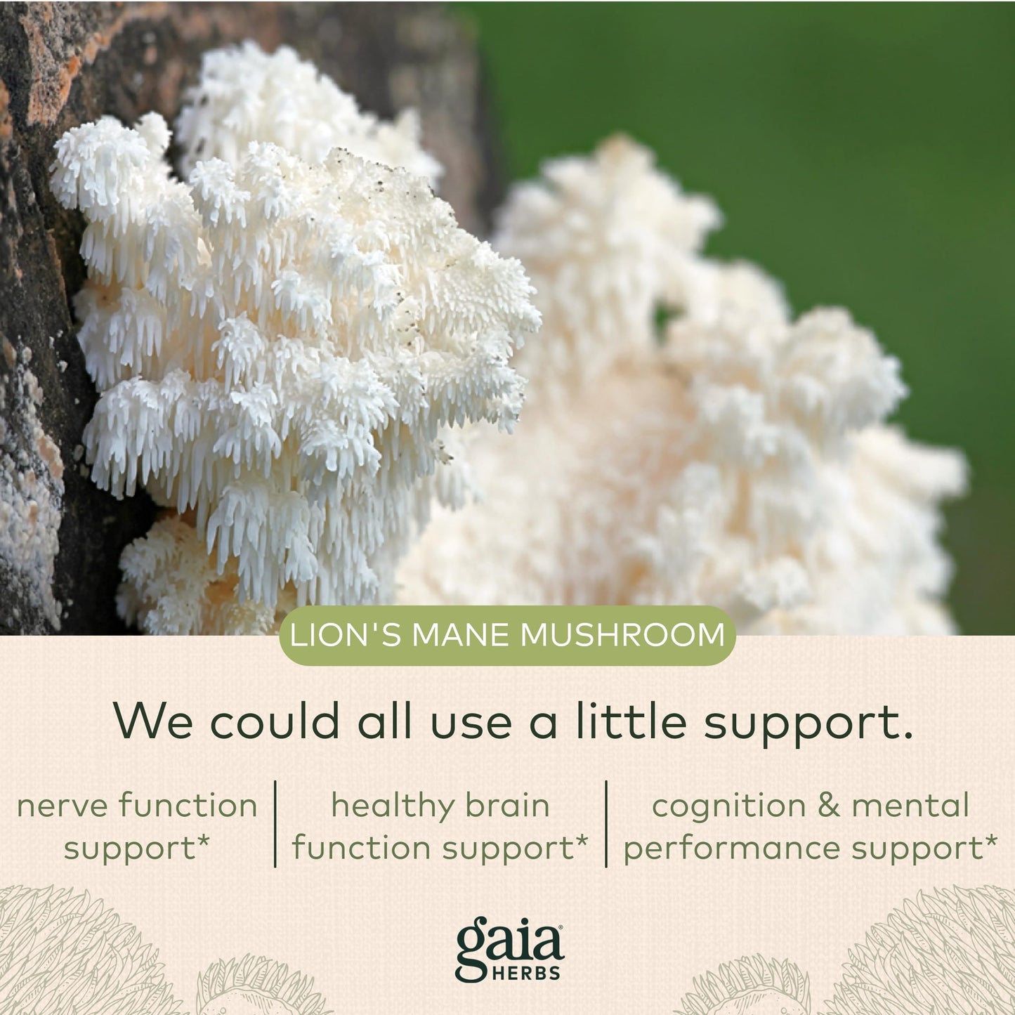 Gaia Herbs Organic Lion’s Mane Mushroom - Brain and Nerve Support Supplement Gaia HerbsBuy Supplements Australia